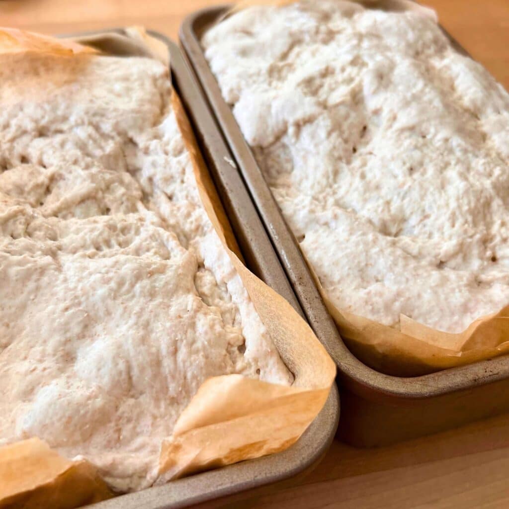 two overproofed pans of sourdough