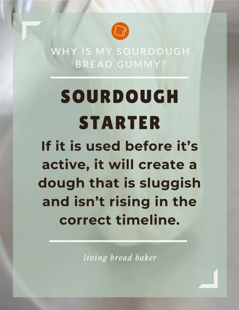 sourdough starter If it is used before it’s active, it will create a dough that is sluggish and isn’t rising in the correct timeline. Why Is My Sourdough Bread Gummy? living bread baker