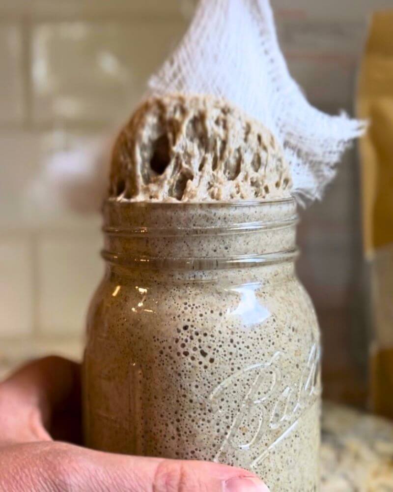 rye sourdough starter for making a starter from scratch